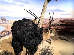 -陕西自然博物馆