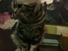 -喵店&猫咖