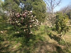 iphone_upload_pic-新江湾城公园