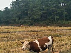 -井冈山风景名胜区