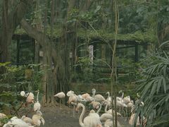 -广州长隆野生动物世界