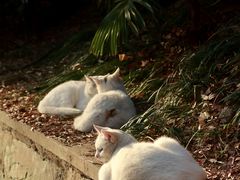 -狼山风景名胜区