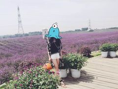 -紫颐香薰山谷景区