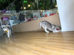 -Husky Go! 哈士奇体验馆·宠物咖啡厅狗咖