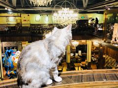 -more than meow吴止猫主题餐厅(承德 中船汇店)