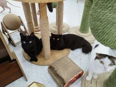 -喵园·猫主题咖啡厅·撸猫·猫咖(国贸店)