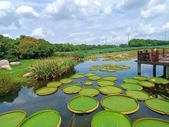 -荷塘月色湿地公园·向阳花洲