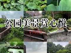 -陈家山荷花公园