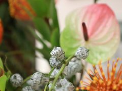 -双季花艺园艺市场(浦东店)
