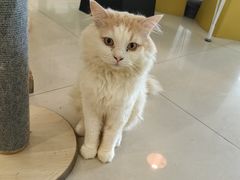 -平行世界·猫咖(首经贸店)