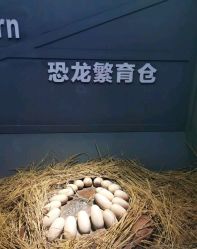 -恐龙探索乐园(磁器口店)