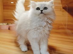 -猫十亿·布偶金渐层·曼基康矮脚猫舍(青年路店)
