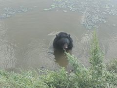 -黑瞎子岛探秘野熊园