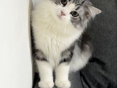 -瑞派康怡24h宠物医院·犬猫医疗中心·微创绝育(瑞景分院)