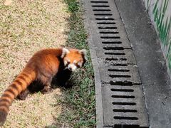 -广州动物园