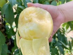 -老袁家蜜桃农场·阳山水蜜桃