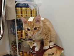 -喜多萌中农锦绣动物医院24H·猫科·牙科MRI·CT
