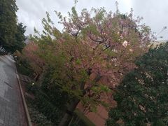-台场海滨公园船码头