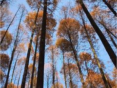 -山王坪喀斯特国家生态公园