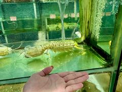 -东国海鲜火锅城(氹仔店)