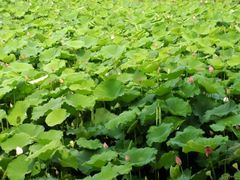 -韶山毛泽东同志故居