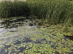 -丁香湖公园