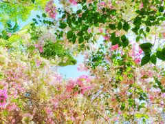 -深圳国际园林花卉博览园