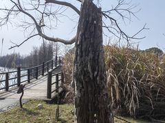 -苏州太湖国家湿地公园