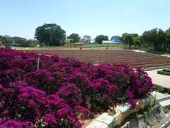 -松山湖梦幻百花洲