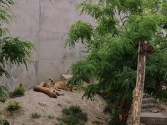 -保定市动物园