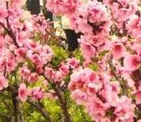 -南汇桃花村