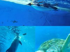 -海合安成都极地海洋公园