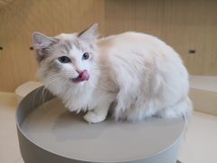 -飞行喵MR PILOT|猫舍·猫咖(静安大融城店)