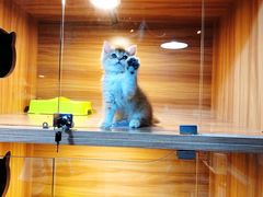 -猫十亿·布偶金渐层·曼基康矮脚猫舍(青年路店)