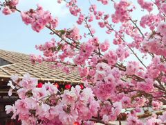 -天适樱花悠乐园