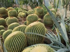 -北京植物园-展览温室