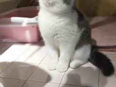 -FAELING PETS美天灵宠物(富力广场店)