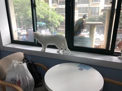 -喵的天空名猫咖啡馆·撸猫·猫舍·用品