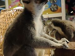 -绿色星球动物主题公园