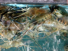 android_upload_pic-渔傅·蓝海岸霞浦海鲜(正祥店)
