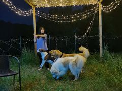 -趣多多宠物公园·宠物训犬学校·宠物寄养