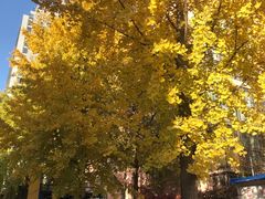 -中央民族大学学生食堂