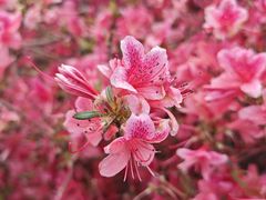 -木兰云雾山