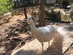 -燕塞湖鸟语林景区
