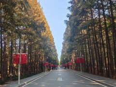 -日照海滨国家森林公园