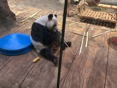 -深圳野生动物园