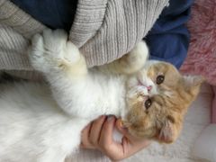 -Sweet cat·星愿猫咖(国贸大厦店)