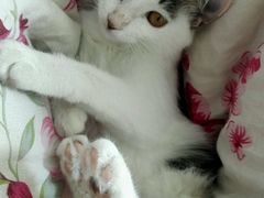 -纳吉亚猫专科动物诊疗中心(蒋宅口分院)