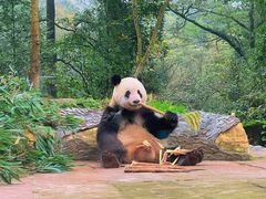 -中国大熊猫保护研究中心雅安碧峰峡基地