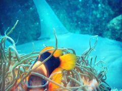 -悉尼海洋生物水族馆